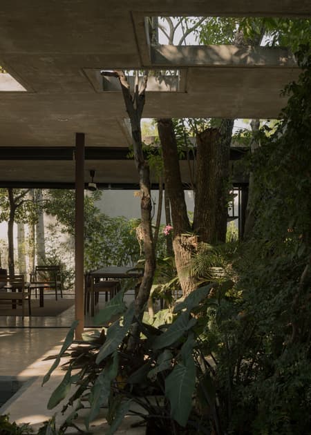 A Forest in the House